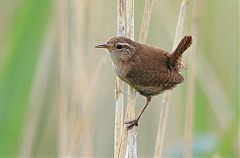 Eurasian Wren